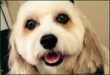 A close-up of a fluffy dog with brown and white fur, dark eyes, and a black nose, looking up with an open mouth.