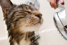 Bathing and drying