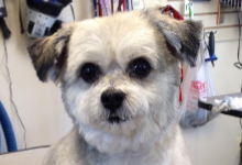 A small, fluffy dog with light grey and white fur looks directly at the camera. Tools for pet grooming are visible in the background.