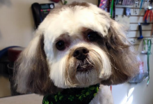 A close-up of a small white and gray dog with long fur and a green bandana around its neck, looking at the camera in an indoor setting.