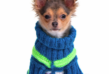 A small dog wearing a blue and green knitted sweater looks forward against a white background.
